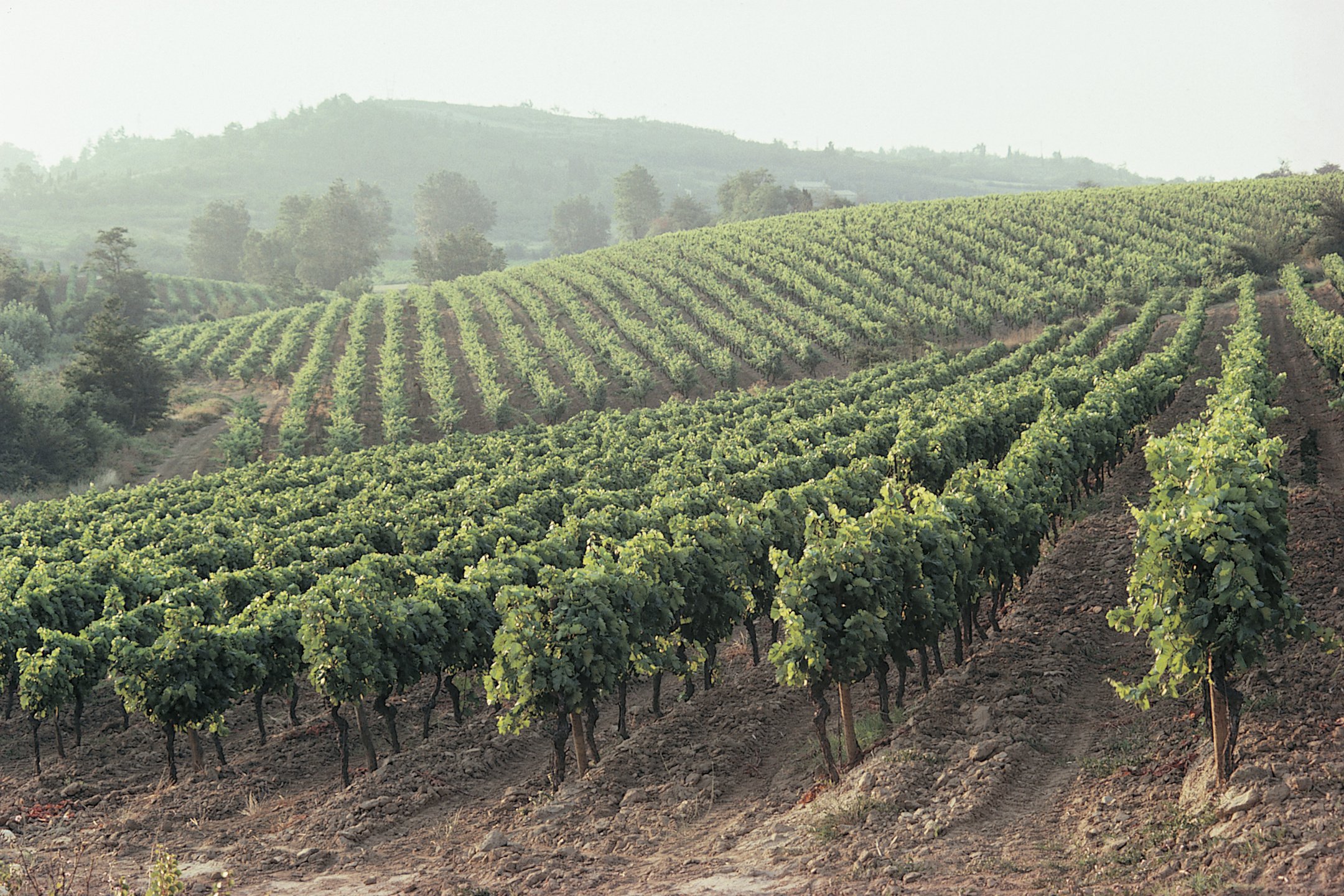 Vineyard in France